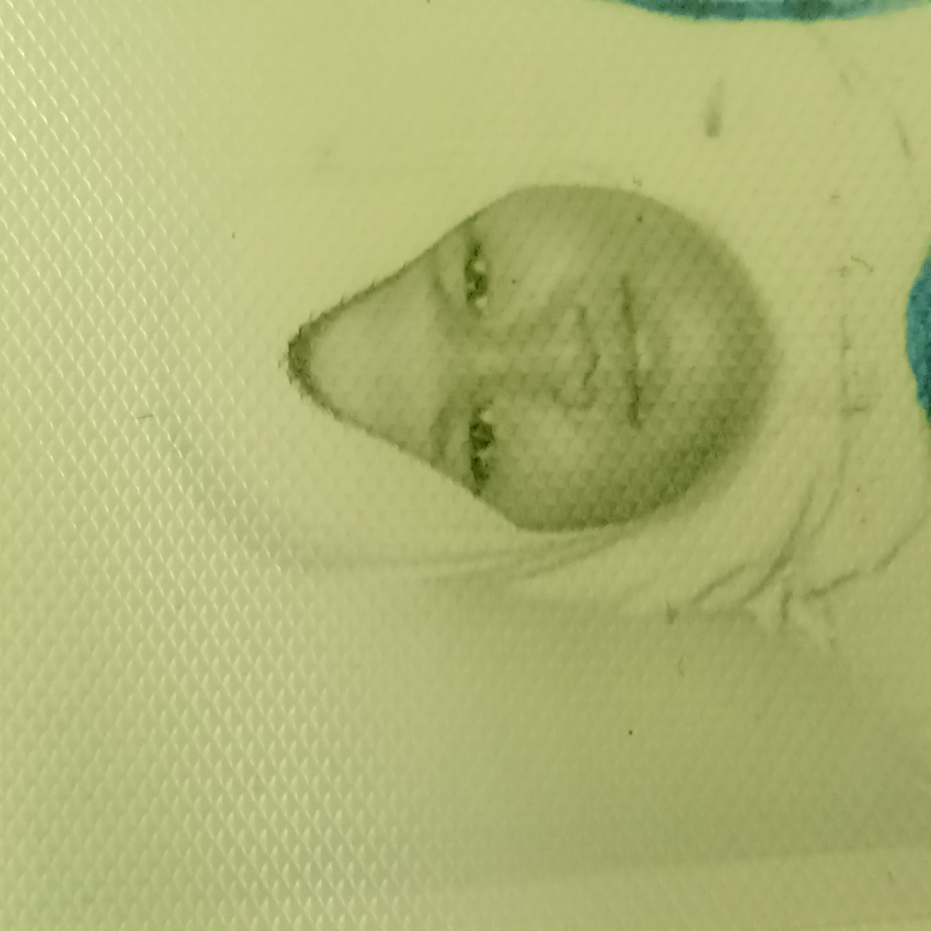 Bhertania Putri Devitasari